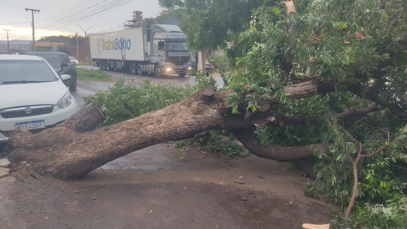 Chuva e vento forte derrubaram árvore em São Julião - (Reprodução/Whatsapp)