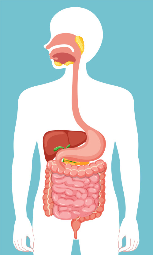 Emoções estão associadas também ao sistema digestivo - (Freepik)