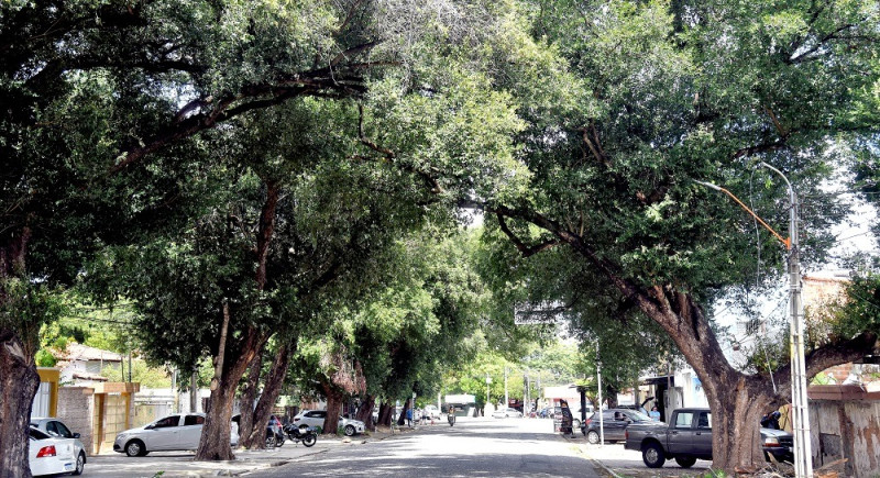 Avenida Santos Dumont: árvores de mais de meio século preservadas - (Assis Fernandes/ODIA)