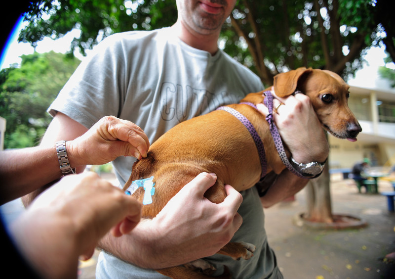 Cães e gatos começam a ser imunizados após macaco testar positivo para raiva - (Marcelo Camargo/Agência Brasil)
