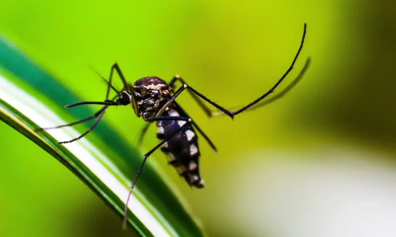 Entenda as diferenças entre Dengue, Chikungunya e Zika - (Pixabay )
