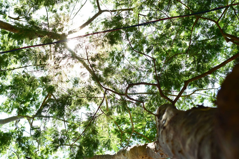 Teresina deve plantar mais de 1,5 milhão de árvores para recuperar área verde - (Jailson Soares/O Dia)