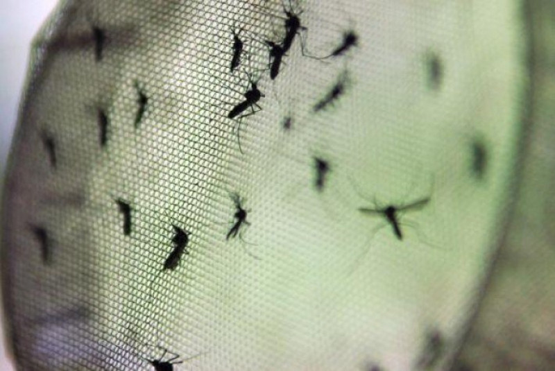Com quase 4 mil casos de dengue, agentes de endemia e militares visitam casas em Teresina