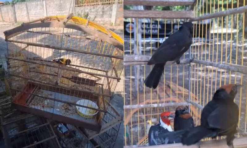 Papagaio e outras 15 aves silvestres são resgatadas em cativeiro ilegal em Teresina - (Reprodução/SSP-PI)