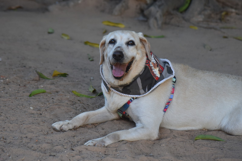 O adestramento positivo preza muito bem-estar animal e isso independe da raça - (Assis Fernandes/ODIA)