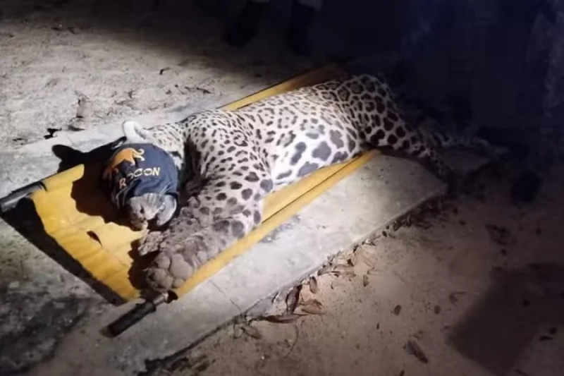 VÍDEO: Onça que matou caseiro é capturada no Pantanal