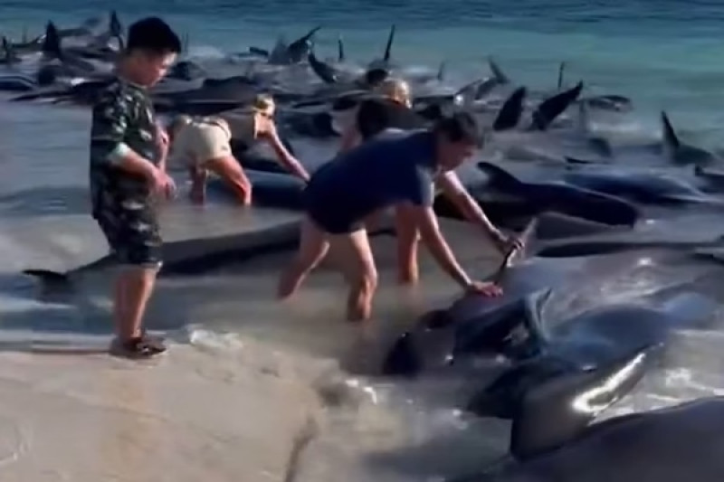 Mais de 150 baleias encalham em praia na Austrália; veja foto