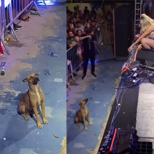 VÍDEO: Cachorro caramelo é adotado por Taty Girl após viralizar assistindo show em Cajueiro da Praia