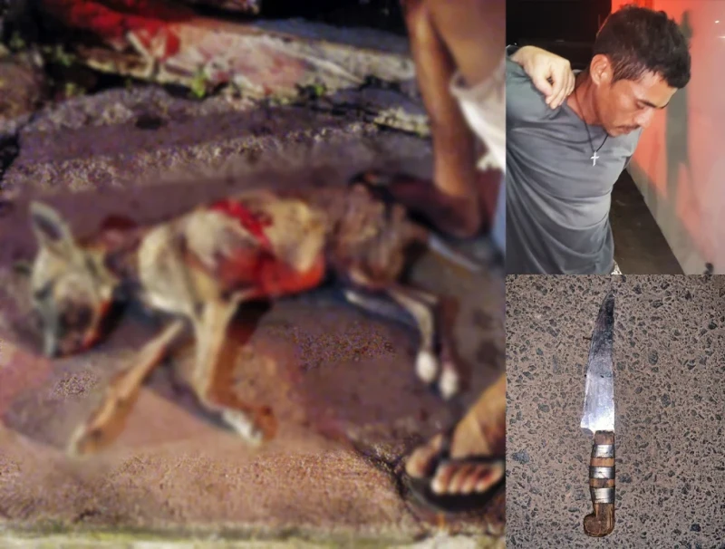 Justiça decreta prisão de homem que matou cadela a facadas em Luís Correia - (blog do coveiro )