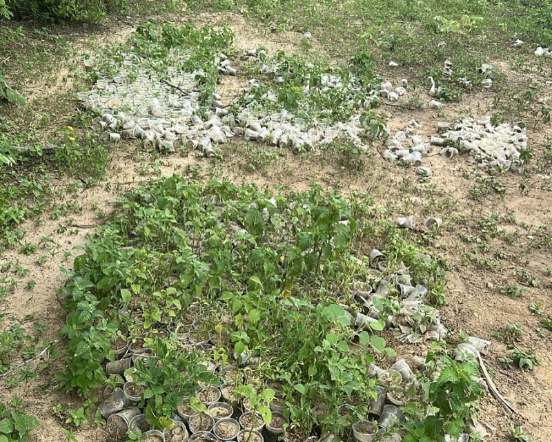 Roça de maconha no interior do Piauí produziria até 7 toneladas da droga