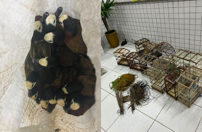 Polícia apreende 40 aves silvestres após denúncia no Norte do Piauí