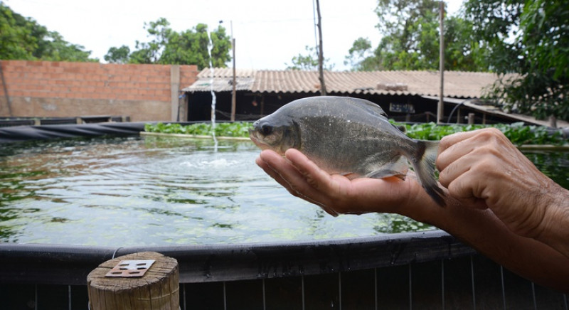 Criação de peixes em tanques suspensos gera renda na Usina Santana