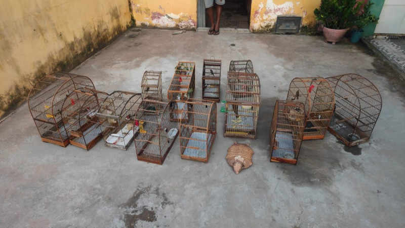 Aves silvestres são resgatadas em cativeiro no interior do Piauí - (Divulgação / BPA)