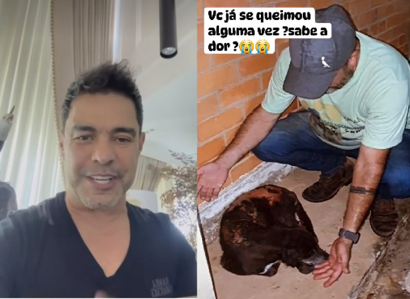 Cantor Zezé Di Camargo quer adotar cadela queimada com água quente em Teresina