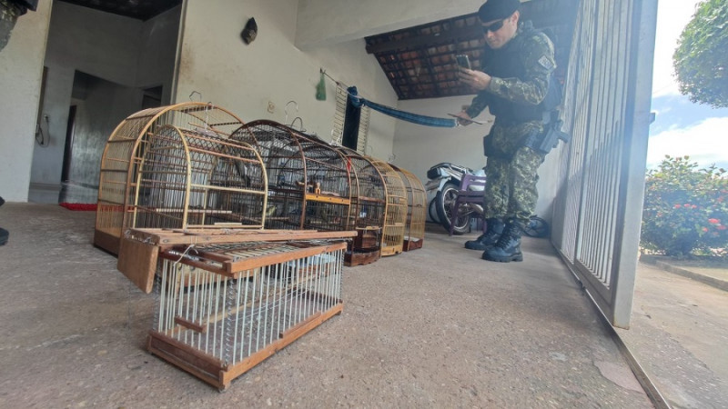 Aves silvestres são resgatadas em cativeiro no interior do Piauí. - (Divulgação / BPA)