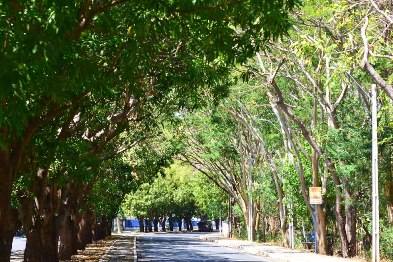 Teresina deve plantar mais de 1,5 milhão de árvores para recuperar área verde