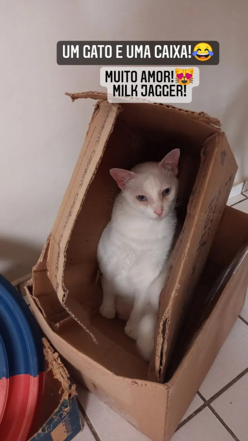 Gatos e caixas! Importante gatificar o ambiente que os gatos se encontram. Eles amam caixas de papelão! - (Virgínia Leal )