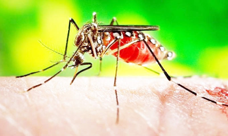 Mosquito Aedes Aegypti, transmissor de doenças como dengue, zika e chikungunya - (Arquivo/O DIA)