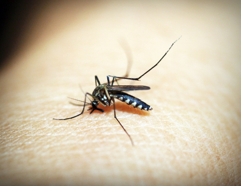 Casos de dengue têm queda de 77% no Piauí; cinco cidades registram alta