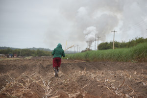 Comvap inicia moagem de 1,5 milhão de toneladas de cana e reforça geração de empregos no Piauí