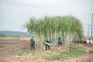 Comvap inicia moagem de 1,5 milhão de toneladas de cana e reforça geração de empregos no Piauí