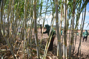 Comvap inicia moagem de 1,5 milhão de toneladas de cana e reforça geração de empregos no Piauí