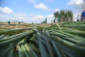 Comvap inicia moagem de 1,5 milhão de toneladas de cana e reforça geração de empregos no Piauí