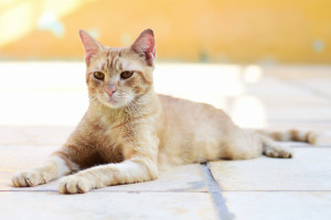 Piauí passa a ter programa estadual de incentivo à adoção de animais abandonados