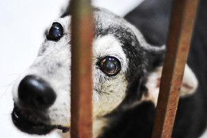 Piauí passa a ter programa estadual de incentivo à adoção de animais abandonados