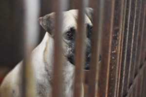 Piauí passa a ter programa estadual de incentivo à adoção de animais abandonados