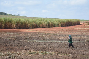 Comvap inicia moagem de 1,5 milhão de toneladas de cana e reforça geração de empregos no Piauí