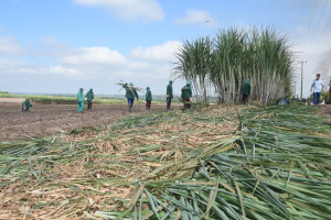 Comvap inicia moagem de 1,5 milhão de toneladas de cana e reforça geração de empregos no Piauí