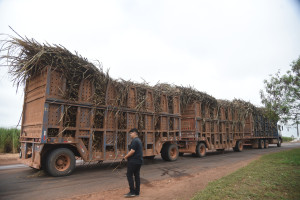 Comvap inicia moagem de 1,5 milhão de toneladas de cana e reforça geração de empregos no Piauí