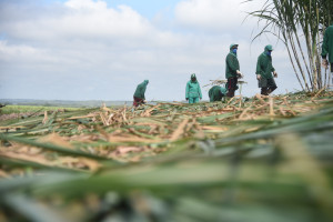 Comvap inicia moagem de 1,5 milhão de toneladas de cana e reforça geração de empregos no Piauí