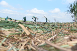 Comvap inicia moagem de 1,5 milhão de toneladas de cana e reforça geração de empregos no Piauí