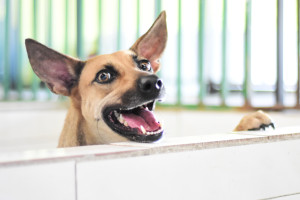 Piauí passa a ter programa estadual de incentivo à adoção de animais abandonados