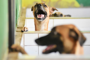 Piauí passa a ter programa estadual de incentivo à adoção de animais abandonados