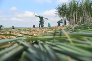 Comvap inicia moagem de 1,5 milhão de toneladas de cana e reforça geração de empregos no Piauí