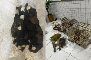 Polícia apreende 40 aves silvestres após denúncia no Norte do Piauí
