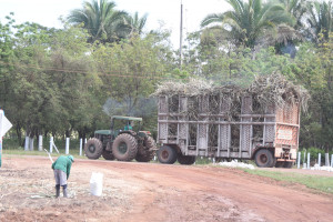 Comvap inicia moagem de 1,5 milhão de toneladas de cana e reforça geração de empregos no Piauí