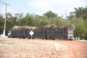 Comvap inicia moagem de 1,5 milhão de toneladas de cana e reforça geração de empregos no Piauí