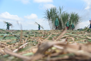 Comvap inicia moagem de 1,5 milhão de toneladas de cana e reforça geração de empregos no Piauí