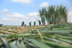 Comvap inicia moagem de 1,5 milhão de toneladas de cana e reforça geração de empregos no Piauí